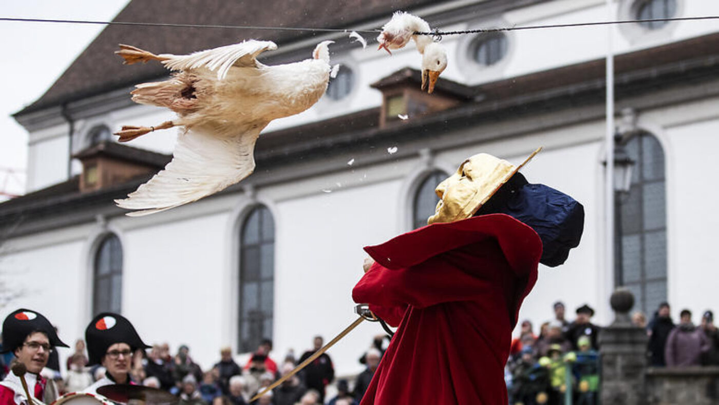 Gansabhauet in voller Aktion
