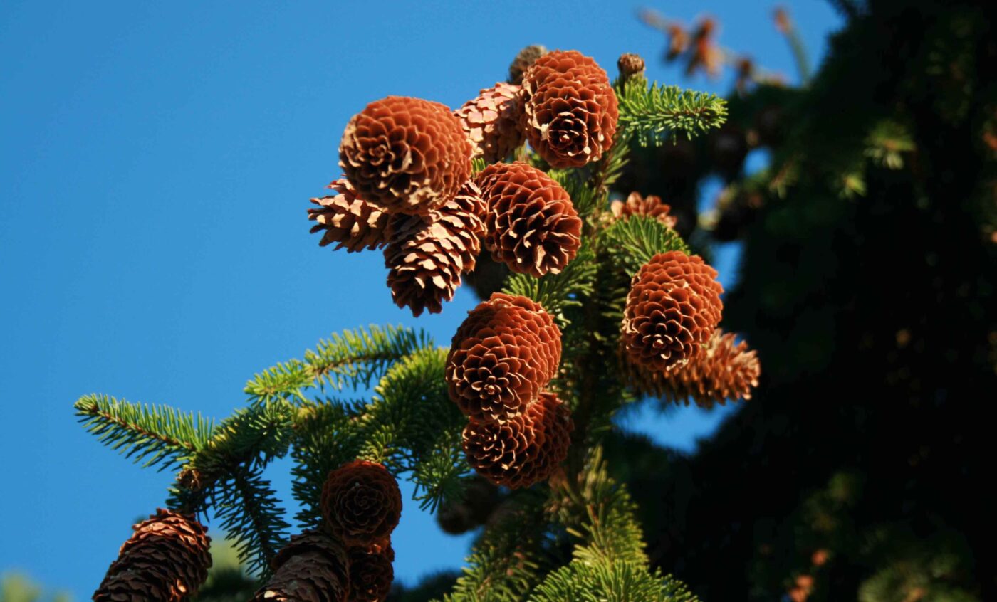 Am Baum hängende Tannzapfen